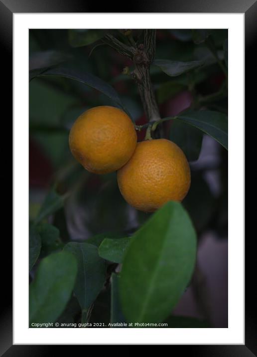 Two Chinese oranges Framed Mounted Print by anurag gupta