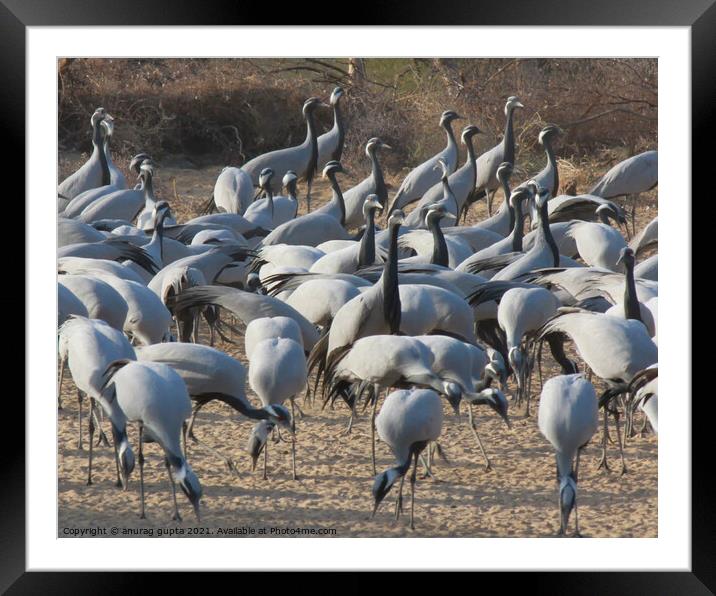 Migratory Cranes Framed Mounted Print by anurag gupta