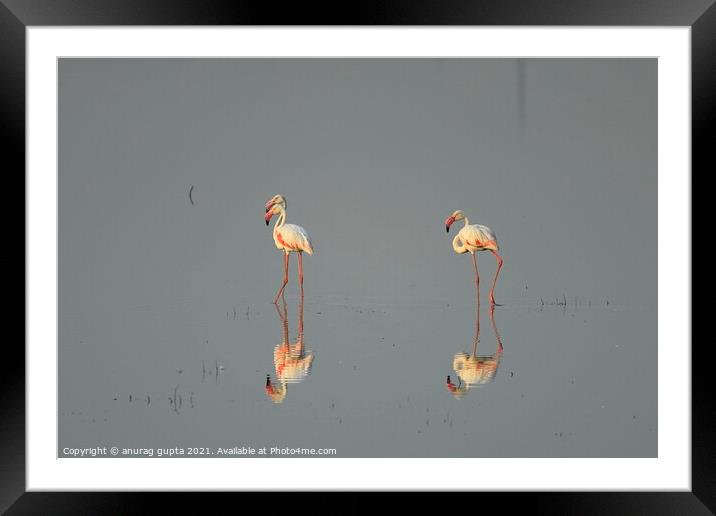 Flamingos Framed Mounted Print by anurag gupta