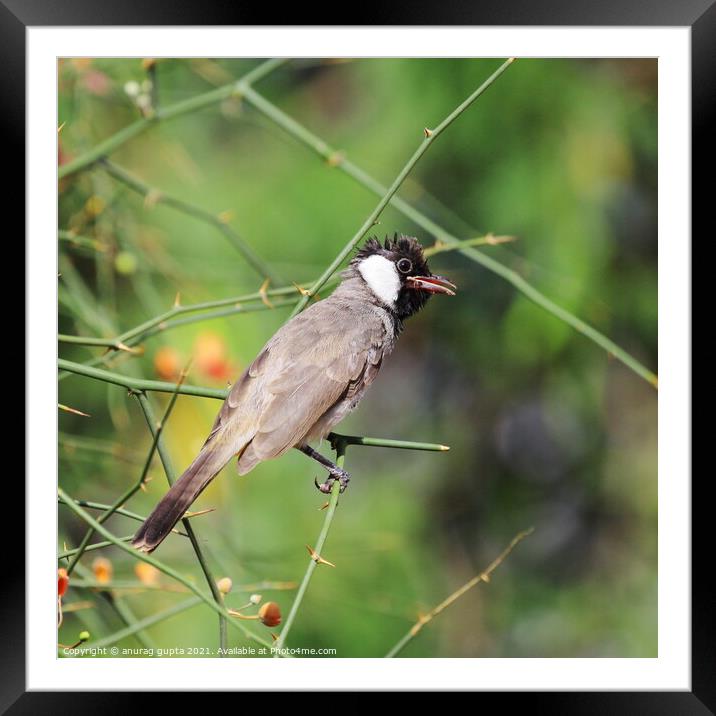 White Eared Bulbul Framed Mounted Print by anurag gupta