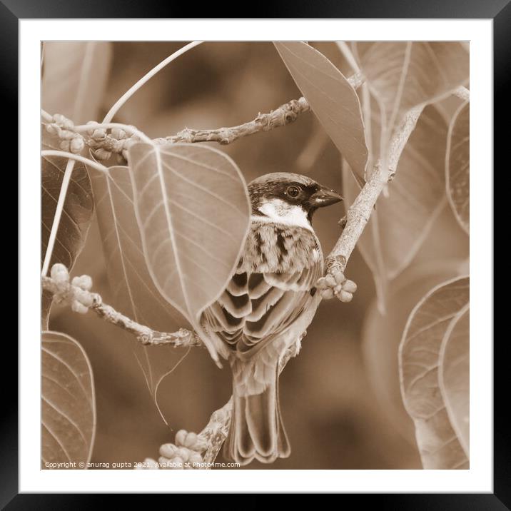 Sparrow Framed Mounted Print by anurag gupta