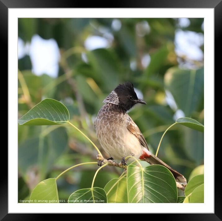 Red Whiskered Bulbul Framed Mounted Print by anurag gupta