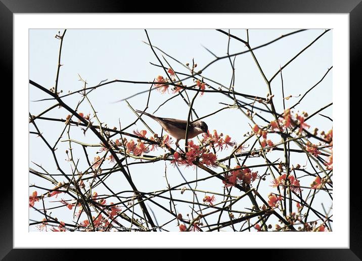 Lesser Whitethroat Framed Mounted Print by anurag gupta