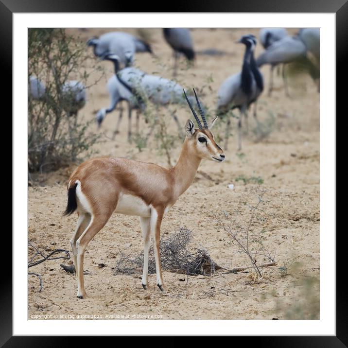 Indian Gazelle Framed Mounted Print by anurag gupta