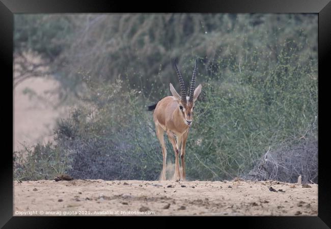 Indian Gazelle Framed Print by anurag gupta