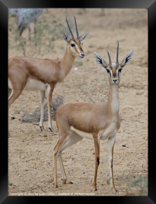 Chinkara ( Indian Gazelle) Framed Print by anurag gupta