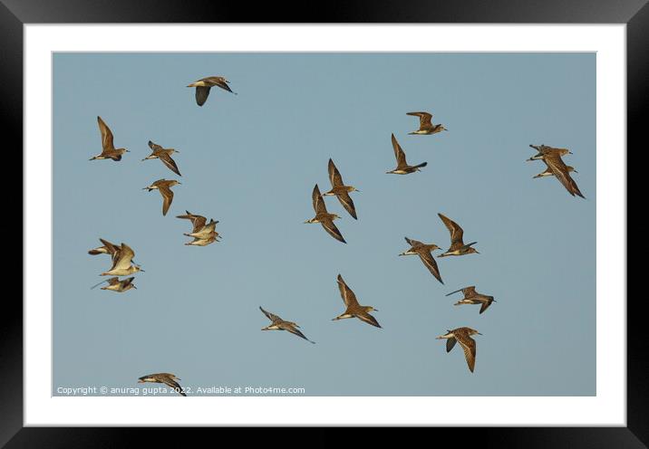 Sandpipers Framed Mounted Print by anurag gupta