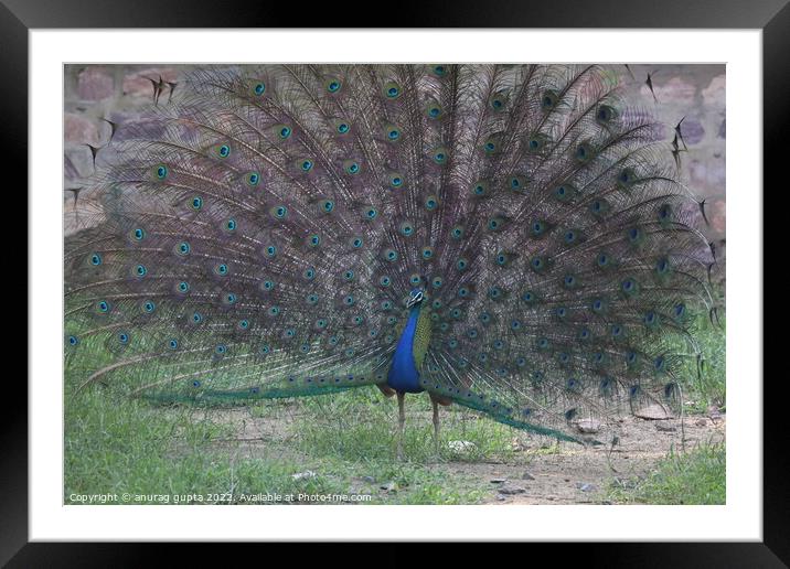Peacock Framed Mounted Print by anurag gupta