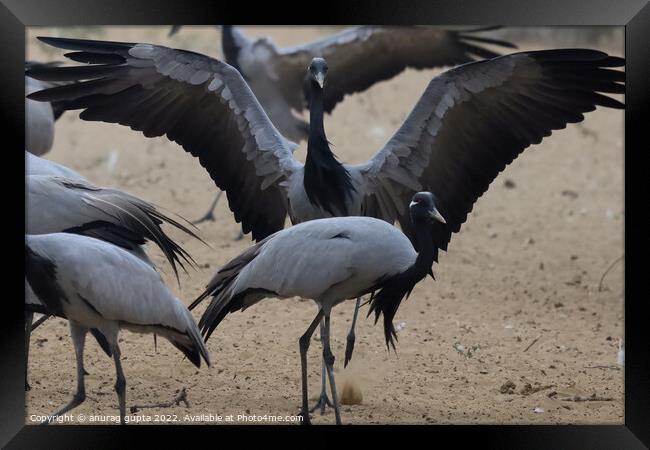 Demoiselle Cranes Framed Print by anurag gupta