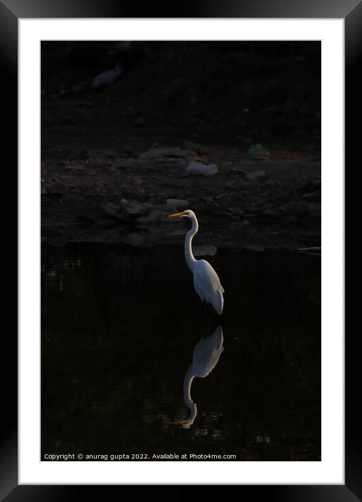 Great egret Framed Mounted Print by anurag gupta