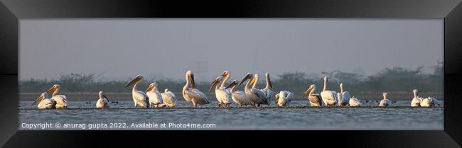 big happy family  Framed Print by anurag gupta