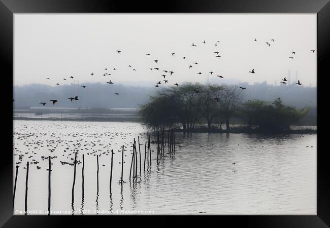 Okhla bird lake Framed Print by anurag gupta