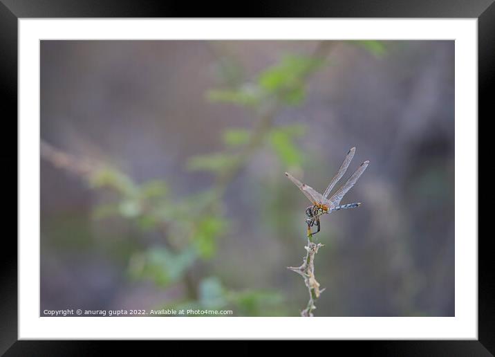 dragonfly Framed Mounted Print by anurag gupta