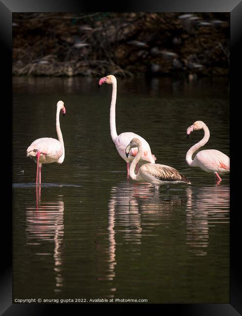 Flamingos Framed Print by anurag gupta