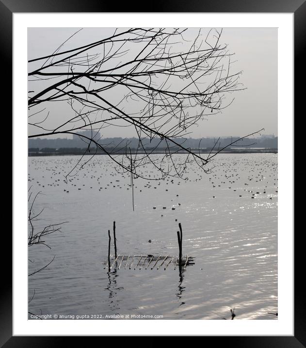 Okhla bird park Framed Mounted Print by anurag gupta