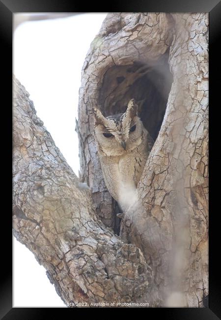 scope owl  Framed Print by anurag gupta