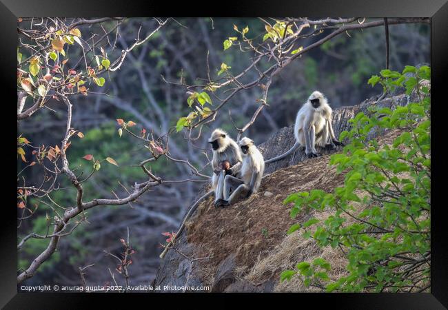 Indian Langoor (monkey) Framed Print by anurag gupta