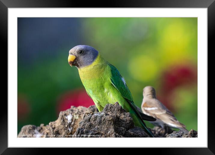 Parakeet Framed Mounted Print by anurag gupta