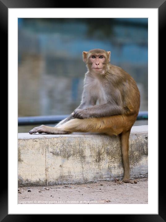 Monkey Framed Mounted Print by anurag gupta