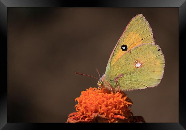 clouded yellow butterfly Framed Print by anurag gupta