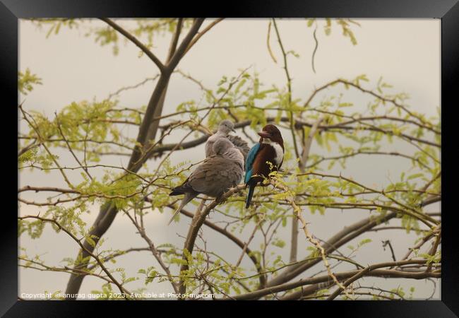 birds Framed Print by anurag gupta