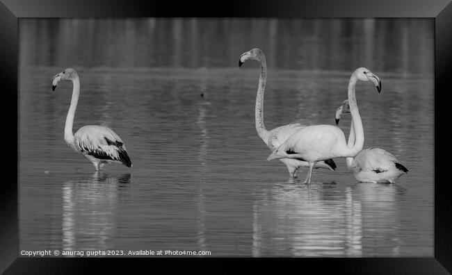 flamingos Framed Print by anurag gupta