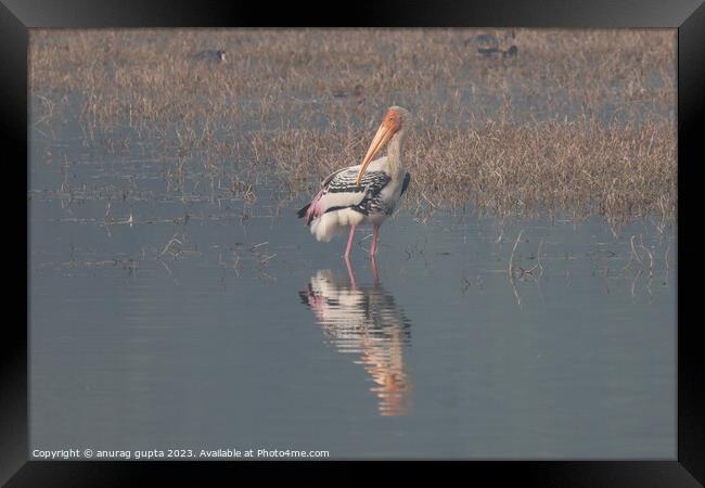 lonesome Framed Print by anurag gupta