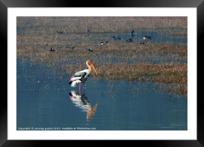 Painted stork Framed Mounted Print by anurag gupta