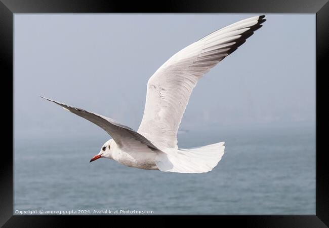 fly along Framed Print by anurag gupta