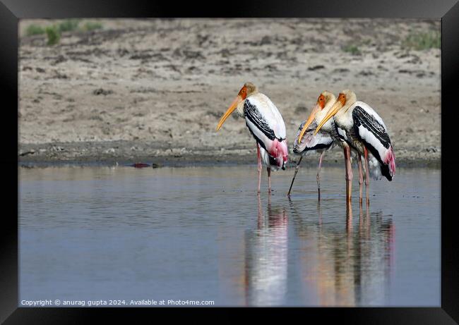 painted storks Framed Print by anurag gupta