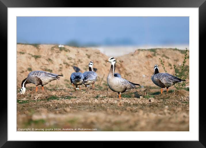 A flock of seagulls standing on grass Framed Mounted Print by anurag gupta