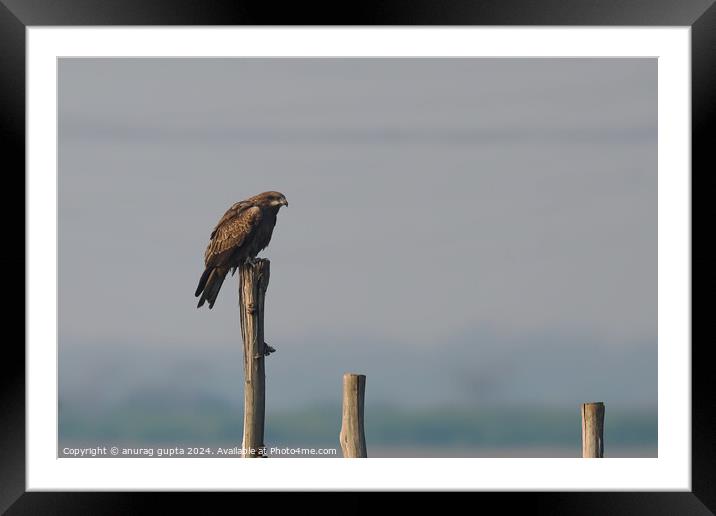 black kite Framed Mounted Print by anurag gupta