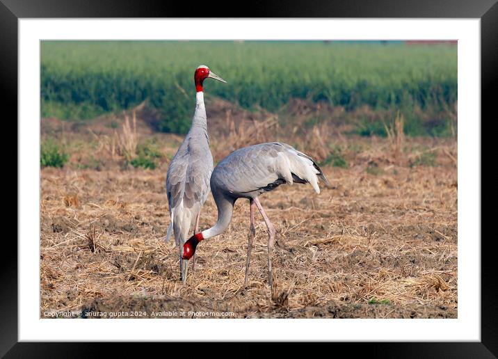 Saras cranes Framed Mounted Print by anurag gupta