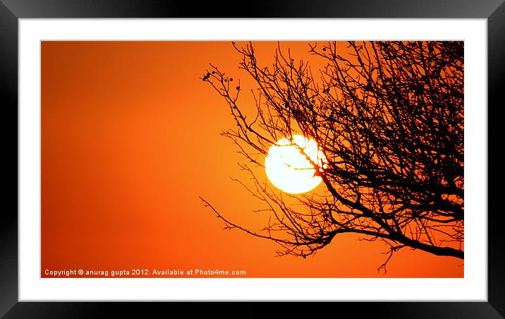 sunset series- winter tree silhouette Framed Mounted Print by anurag gupta