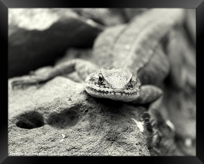 reptile Framed Print by anurag gupta