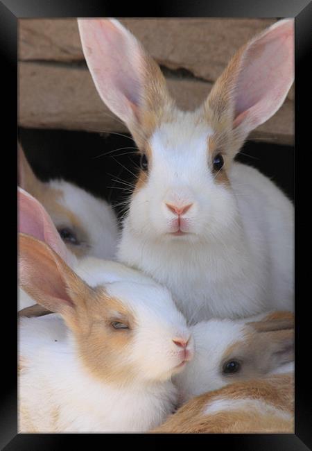 bunny family Framed Print by anurag gupta