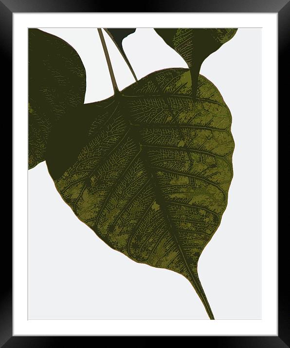 leaf lines Framed Mounted Print by anurag gupta