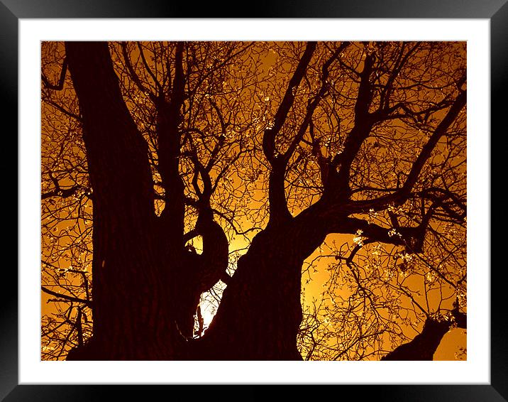 life Framed Mounted Print by anurag gupta