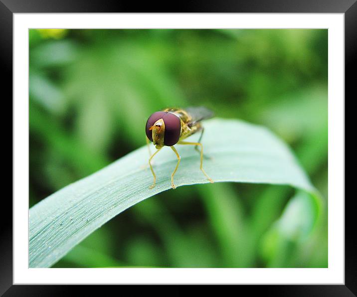 brown eyes Framed Mounted Print by anurag gupta