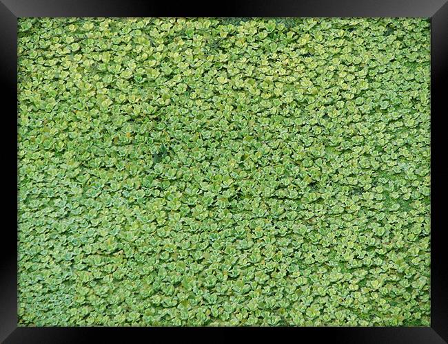 green carpet Framed Print by anurag gupta