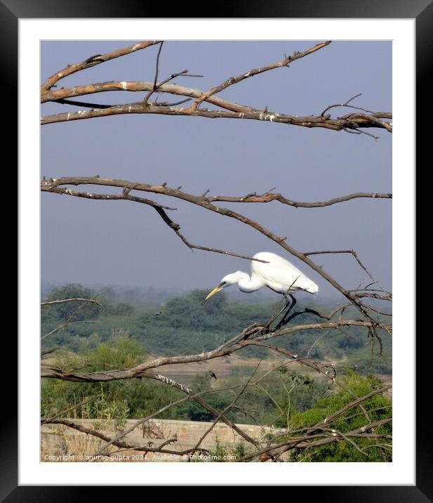 Great Egret   Framed Mounted Print by anurag gupta