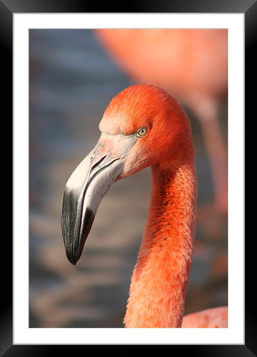 Flamingo  Framed Mounted Print by laura dreiling