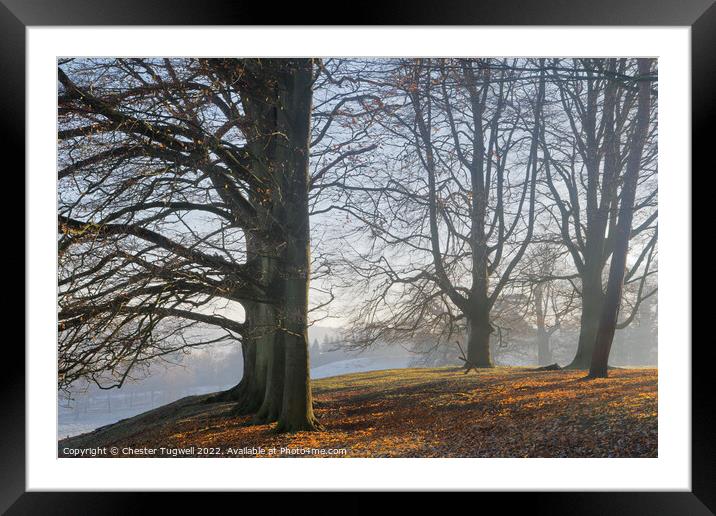 Petworth Park - Trees Framed Mounted Print by Chester Tugwell