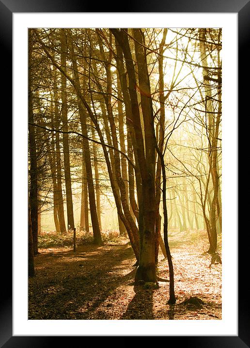 Forest morning  Framed Mounted Print by sam short