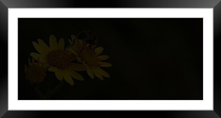 The Bee  Framed Mounted Print by Gresham Smith