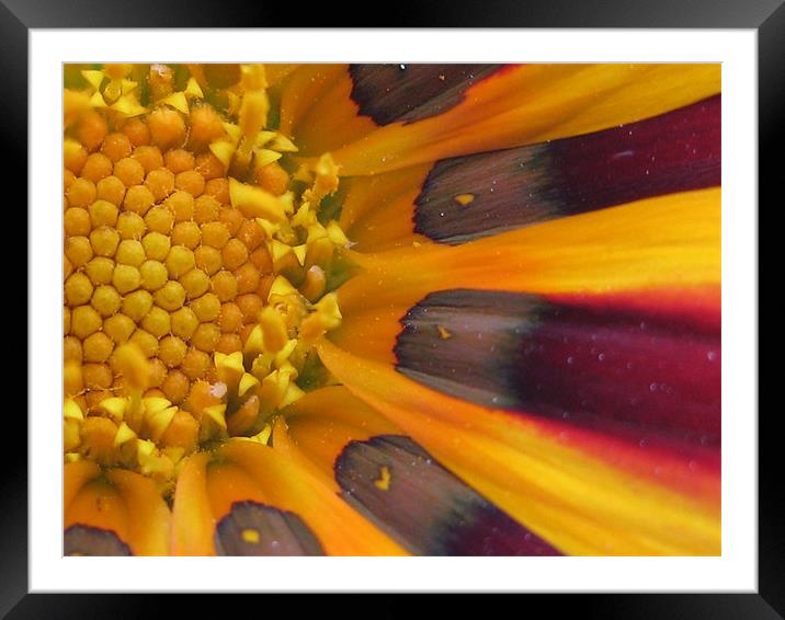 Deep into a flower  Framed Mounted Print by haneen ali