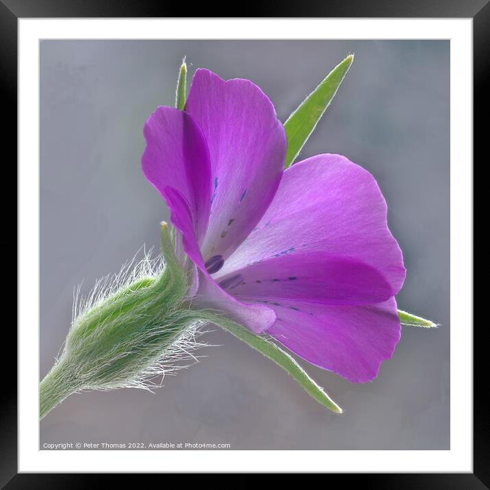 Toxic Beauty Framed Mounted Print by Peter Thomas