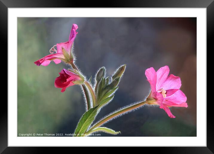 Majestic Great Hairy WillowHerb Framed Mounted Print by Peter Thomas