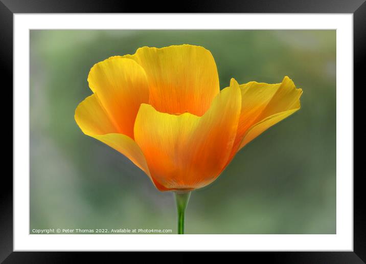 Vibrant California Poppy Framed Mounted Print by Peter Thomas