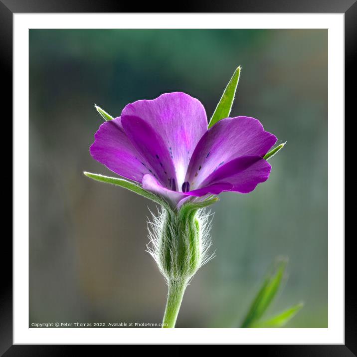 Corncockle Agrostemma githago Framed Mounted Print by Peter Thomas